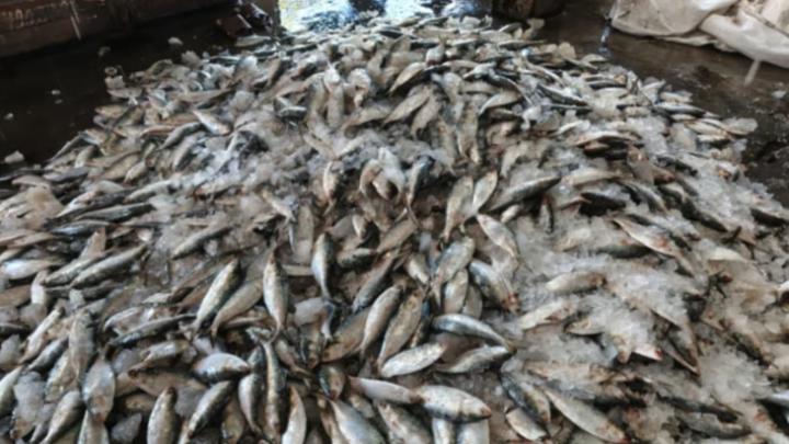 বরগুনার পাথরঘাটায় ট্রলারসহ ১০ লাখ টাকার মাছ লুট — জেলেদের ওপর হামলা